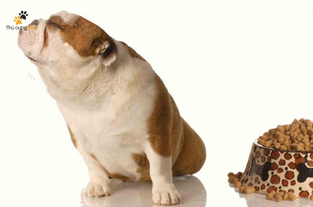 Có nhiều nguyên nhân khiến chú chó của bạn bỏ ăn
