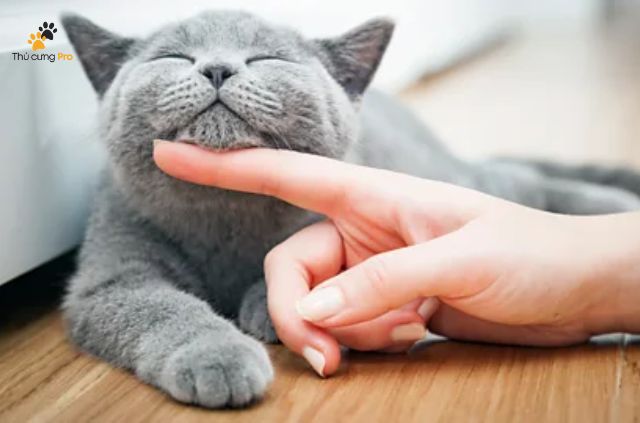 Mèo rất thích được gãi